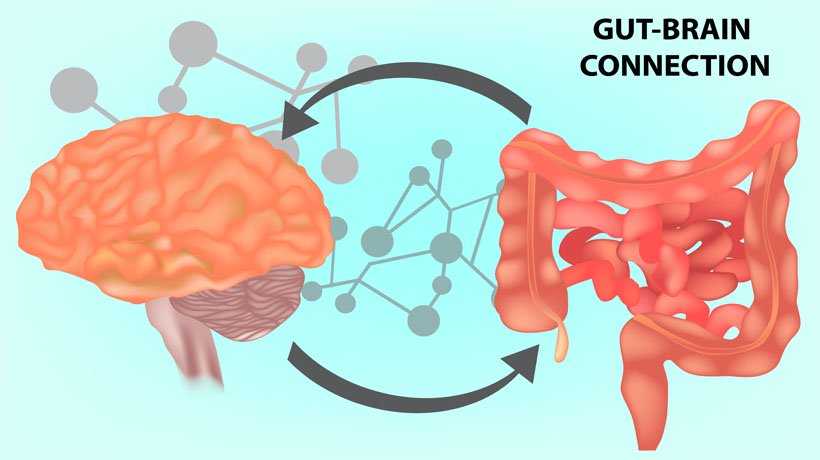 Gut mental health connection