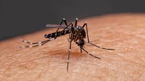 Kolkata News Dengue Makes Early Appearance in Kolkata Despite Delayed Monsoon